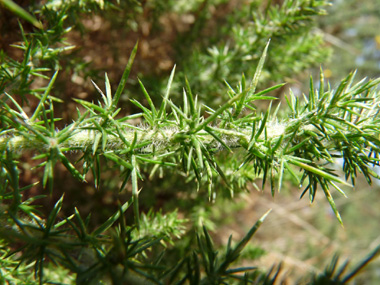 Forte densité de petits aiguillons d'un cm de long (en réalité, les feuilles) vert foncé sur les rameaux. Ceux-ci sont moins piquants que ceux de l'ajonc d'Europe donc on peut prendre une tige sans se piquer. Agrandir dans une nouvelle fenêtre (ou onglet)