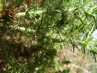 Forte densité de petits aiguillons d'un cm de long (en réalité, les feuilles) vert foncé sur les rameaux. Ceux-ci sont moins piquants que ceux de l'ajonc d'Europe donc on peut prendre une tige sans se piquer. Agrandir dans une nouvelle fenêtre (ou onglet)