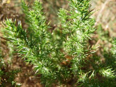 Forte densité de petits aiguillons d'un cm de long (en réalité, les feuilles) vert foncé sur les rameaux. Ceux-ci sont moins piquants que ceux de l'ajonc d'Europe donc on peut prendre une tige sans se piquer. Agrandir dans une nouvelle fenêtre (ou onglet)