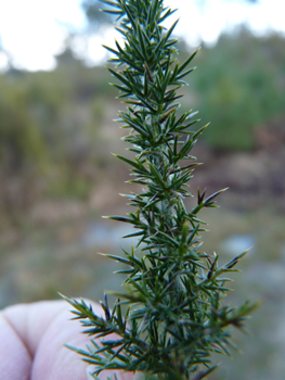 Forte densité de petits aiguillons d'un cm de long (en réalité, les feuilles) vert foncé sur les rameaux. Ceux-ci sont moins piquants que ceux de l'ajonc d'Europe donc on peut prendre une tige sans se piquer. Agrandir dans une nouvelle fenêtre (ou onglet)