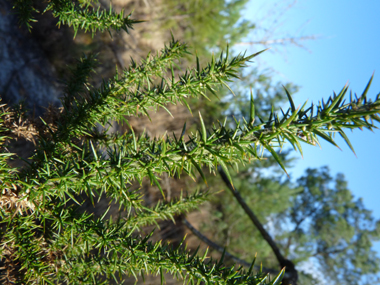 Forte densité de petits aiguillons d'un cm de long (en réalité, les feuilles) vert foncé sur les rameaux. Ceux-ci sont moins piquants que ceux de l'ajonc d'Europe donc on peut prendre une tige sans se piquer. Agrandir dans une nouvelle fenêtre (ou onglet)