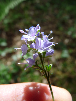 Petites fleurs bleu pâle regroupées en épi. Agrandir dans une nouvelle fenêtre ou onglet)