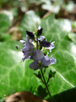 Petites fleurs bleu pâle regroupées en épi. Agrandir dans une nouvelle fenêtre ou onglet)