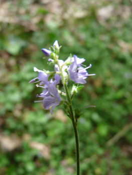 Petites fleurs bleu pâle regroupées en épi. Agrandir dans une nouvelle fenêtre ou onglet)