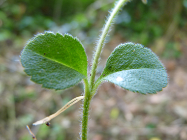 Feuilles opposées à pétiole presque inexistant. On notera qu'elles sont molles et dentées dans les 2 tiers supérieurs. Agrandir dans une nouvelle fenêtre ou onglet)