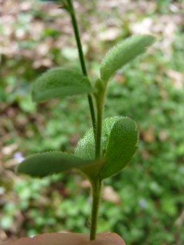 Feuilles opposées à pétiole presque inexistant. On notera qu'elles sont molles et dentées dans les 2 tiers supérieurs. Agrandir dans une nouvelle fenêtre ou onglet)