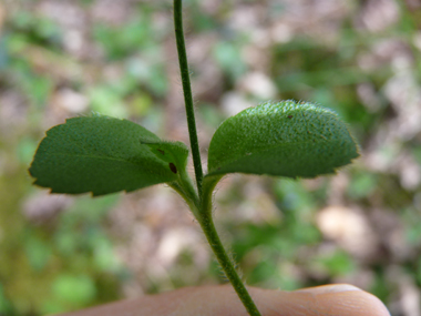 Feuilles opposées à pétiole presque inexistant. On notera qu'elles sont molles et dentées dans les 2 tiers supérieurs. Agrandir dans une nouvelle fenêtre ou onglet)