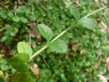 Feuilles opposées à pétiole presque inexistant. On notera qu'elles sont molles et dentées dans les 2 tiers supérieurs. Agrandir dans une nouvelle fenêtre ou onglet)