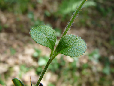 Feuilles opposées à pétiole presque inexistant. On notera qu'elles sont molles et dentées dans les 2 tiers supérieurs. Agrandir dans une nouvelle fenêtre ou onglet)