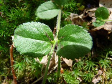 Feuilles opposées à pétiole presque inexistant. On notera qu'elles sont molles et dentées dans les 2 tiers supérieurs. Agrandir dans une nouvelle fenêtre ou onglet)