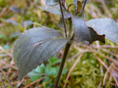 Feuilles opposées à pétiole presque inexistant. On notera qu'elles sont molles et dentées dans les 2 tiers supérieurs. Agrandir dans une nouvelle fenêtre ou onglet)