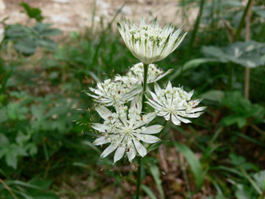 Fleurs blanches ou rosées groupées en ombelles. Agrandir dans une nouvelle fenêtre (ou onglet)