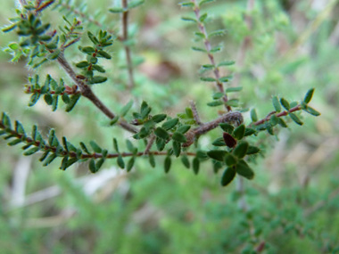 Feuilles verticillées par 3 ou 4 et bordées de cils raides. Agrandir dans une nouvelle fenêtre (ou onglet)