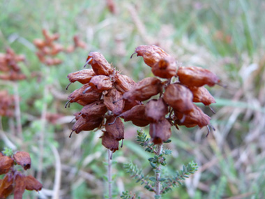 Fleurs fanées. Agrandir dans une nouvelle fenêtre (ou onglet)