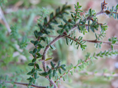 Feuilles verticillées par 3 ou 4 et bordées de cils raides. Agrandir dans une nouvelle fenêtre (ou onglet)