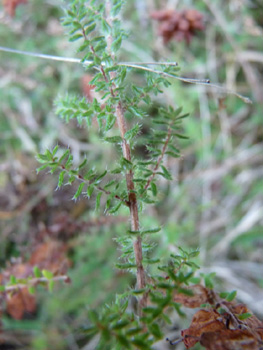 Feuilles verticillées par 3 ou 4 et bordées de cils raides. Agrandir dans une nouvelle fenêtre (ou onglet)