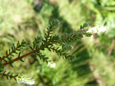 Feuilles verticillées par 3 ou 4 et bordées de cils raides. Agrandir dans une nouvelle fenêtre (ou onglet)