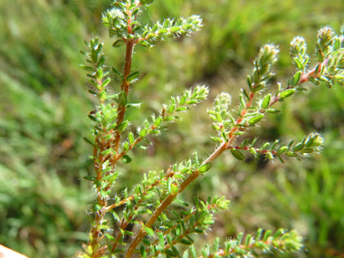 Feuilles verticillées par 3 ou 4 et bordées de cils raides. Agrandir dans une nouvelle fenêtre (ou onglet)