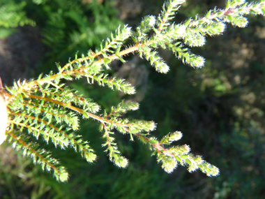 Verso des feuilles. Agrandir dans une nouvelle fenêtre (ou onglet)