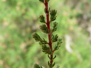 Feuilles verticillées par 3 ou 4 et bordées de cils raides. Agrandir dans une nouvelle fenêtre (ou onglet)