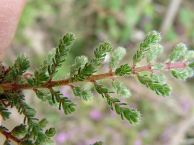 Feuilles verticillées par 3 ou 4 et bordées de cils raides. Agrandir dans une nouvelle fenêtre (ou onglet)