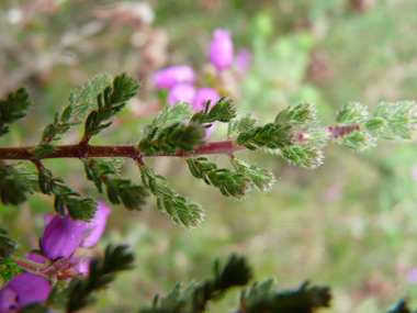 Feuilles verticillées par 3 ou 4 et bordées de cils raides. Agrandir dans une nouvelle fenêtre (ou onglet)