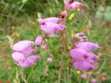 Fleurs formant des grelots allongés et à la couleur purpurine régulière, majoritairement tournées du même côté. Agrandir dans une nouvelle fenêtre (ou onglet)