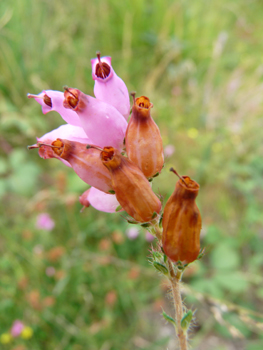 Fleurs fanées. Agrandir dans une nouvelle fenêtre (ou onglet)