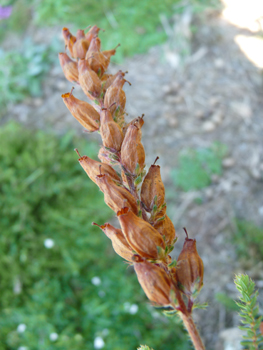 Fleurs fanées. Agrandir dans une nouvelle fenêtre (ou onglet)