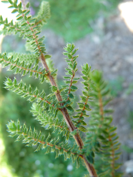 Feuilles verticillées par 3 ou 4 et bordées de cils raides. Agrandir dans une nouvelle fenêtre (ou onglet)