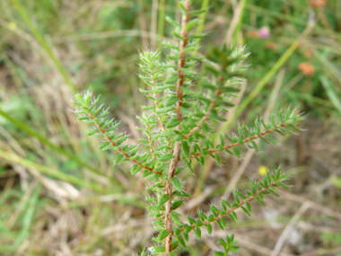 Fine tige dressée et fortement ramifiée. Agrandir dans une nouvelle fenêtre (ou onglet)