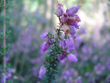 Fleurs formant des grelots allongés et à la couleur purpurine régulière, majoritairement tournées du même côté. Agrandir dans une nouvelle fenêtre (ou onglet)