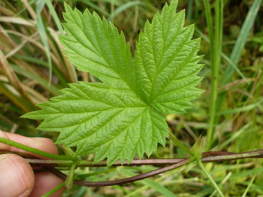 Feuilles pétiolées et opposées, faisant penser à celles de la vigne. En coeur à la base, elles comportent 3 à 5 lobes dentés terminés par une pointe. Agrandir dans une nouvelle fenêtre (ou onglet)