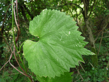 Feuilles pétiolées et opposées, faisant penser à celles de la vigne. En coeur à la base, elles comportent 3 à 5 lobes dentés terminés par une pointe. Agrandir dans une nouvelle fenêtre (ou onglet)