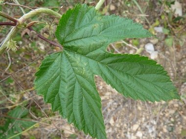 Feuilles pétiolées et opposées, faisant penser à celles de la vigne. En coeur à la base, elles comportent 3 à 5 lobes dentés terminés par une pointe. Agrandir dans une nouvelle fenêtre (ou onglet)