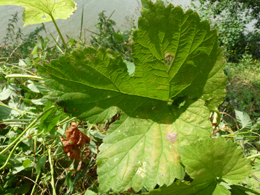 Feuilles pétiolées et opposées, faisant penser à celles de la vigne. En coeur à la base, elles comportent 3 à 5 lobes dentés terminés par une pointe. Agrandir dans une nouvelle fenêtre (ou onglet)