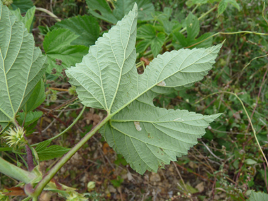 Face inférieure de la feuille. Agrandir dans une nouvelle fenêtre (ou onglet)