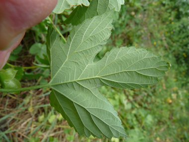 Face inférieure de la feuille. Agrandir dans une nouvelle fenêtre (ou onglet)