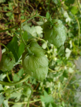 Fruits en forme de petit cône pendant à l'extrémité d'un long pédoncule. Agrandir dans une nouvelle fenêtre (ou onglet)