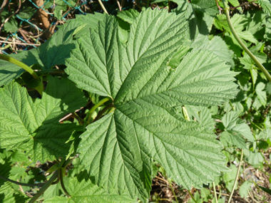 Feuilles pétiolées et opposées, faisant penser à celles de la vigne. En coeur à la base, elles comportent 3 à 5 lobes dentés terminés par une pointe. Agrandir dans une nouvelle fenêtre (ou onglet)