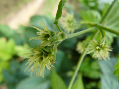 Fleurs longuement pédiculées ressemblant à une boule de 2 cm composée de plusieurs dizaines de tentacules blanchâtres, jaunâtres ou verdâtres. Agrandir dans une nouvelle fenêtre (ou onglet)