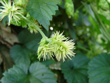 Fleurs longuement pédiculées ressemblant à une boule de 2 cm composée de plusieurs dizaines de tentacules blanchâtres, jaunâtres ou verdâtres. Agrandir dans une nouvelle fenêtre (ou onglet)