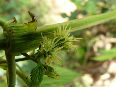 Fleurs longuement pédiculées ressemblant à une boule de 2 cm composée de plusieurs dizaines de tentacules blanchâtres, jaunâtres ou verdâtres. Agrandir dans une nouvelle fenêtre (ou onglet)