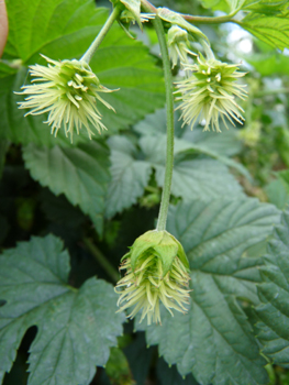 Fleurs longuement pédiculées ressemblant à une boule de 2 cm composée de plusieurs dizaines de tentacules blanchâtres, jaunâtres ou verdâtres. Agrandir dans une nouvelle fenêtre (ou onglet)