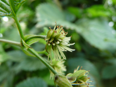 Fleurs longuement pédiculées ressemblant à une boule de 2 cm composée de plusieurs dizaines de tentacules blanchâtres, jaunâtres ou verdâtres. Agrandir dans une nouvelle fenêtre (ou onglet)