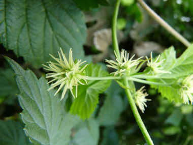 Fleurs longuement pédiculées ressemblant à une boule de 2 cm composée de plusieurs dizaines de tentacules blanchâtres, jaunâtres ou verdâtres. Agrandir dans une nouvelle fenêtre (ou onglet)