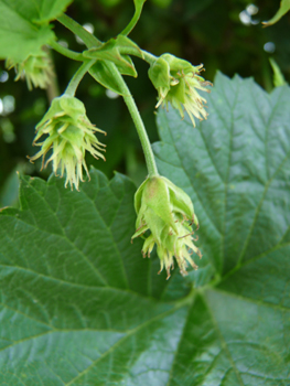 Fleurs longuement pédiculées ressemblant à une boule de 2 cm composée de plusieurs dizaines de tentacules blanchâtres, jaunâtres ou verdâtres. Agrandir dans une nouvelle fenêtre (ou onglet)