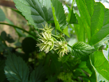 Fleurs longuement pédiculées ressemblant à une boule de 2 cm composée de plusieurs dizaines de tentacules blanchâtres, jaunâtres ou verdâtres. Agrandir dans une nouvelle fenêtre (ou onglet)