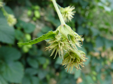 Fleurs longuement pédiculées ressemblant à une boule de 2 cm composée de plusieurs dizaines de tentacules blanchâtres, jaunâtres ou verdâtres. Agrandir dans une nouvelle fenêtre (ou onglet)