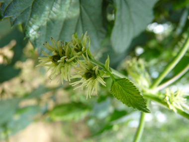 Fleurs longuement pédiculées ressemblant à une boule de 2 cm composée de plusieurs dizaines de tentacules blanchâtres, jaunâtres ou verdâtres. Agrandir dans une nouvelle fenêtre (ou onglet)